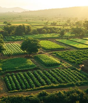 Blog-7-Organic-Farming-in-India-Types-Benefits-and-Its-Importance-Detail 1 (1)