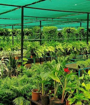 Commercial-Organic-Plant-Nursery-Shop-in-Chennai 1