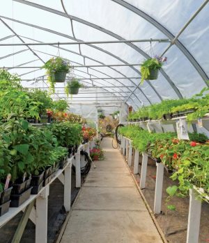 Interior-view-commercial-horticulture-greenhouse 1