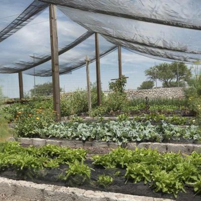 Shadecloth-over-plants-21