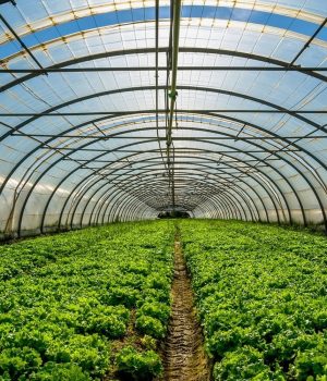 agricultural-greenhouses 1