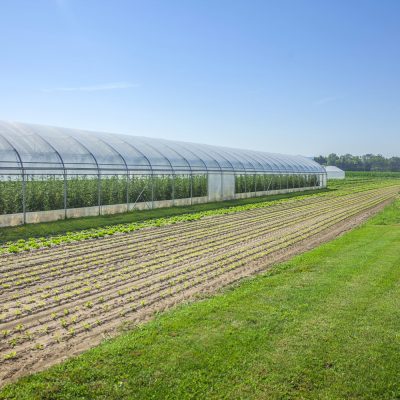 fields-greenhouse-scaled 1