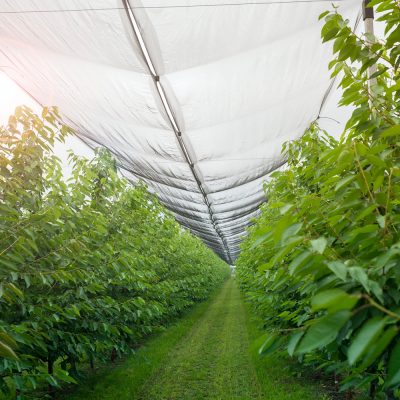fruit-orchard-with-anti-hail-netting-scaled 1