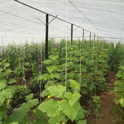 vegetable-plantation-greenhouse-scaled 1